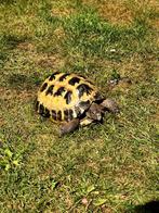 Russische vierteen landschildpad (Testudo horsfieldii), Dieren en Toebehoren, Reptielen en Amfibieën, Schildpad, Tam, 7 tot 10 jaar