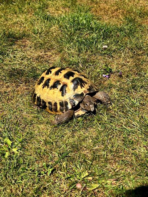 Russische vierteen landschildpad (Testudo horsfieldii), Dieren en Toebehoren, Reptielen en Amfibieën, Schildpad, 7 tot 10 jaar