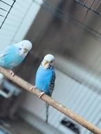 Mooi vogels, Dieren en Toebehoren, Meerdere dieren, Dwergpapegaai of Agapornis