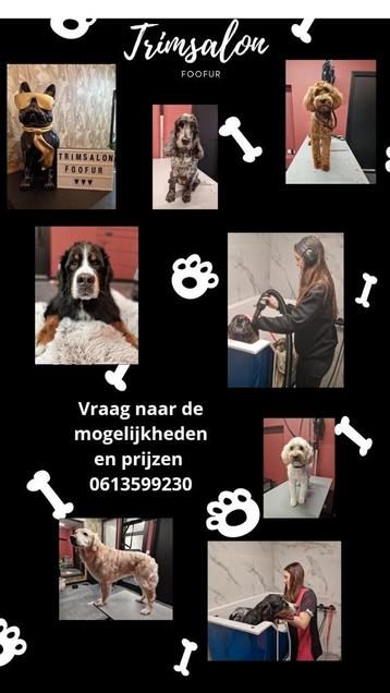Trimsalon - Hondentrimsalon met nog wat plek in de agenda. beschikbaar voor biedingen