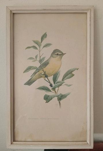 Gelbputter Vogel lithografie  beschikbaar voor biedingen