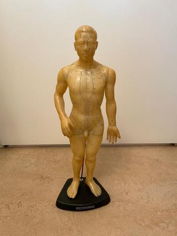 Acupunctuur pop 51 cm (man) beschikbaar voor biedingen