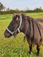 Shetlander zoekt verzorg(st)er, Dieren en Toebehoren, Stalling en Weidegang