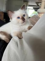 Super lief ragdoll kitten met stamboom mag verhuizen, Dieren en Toebehoren, Katten en Kittens | Raskatten | Langhaar, Kater, Gechipt