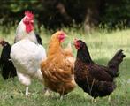 Kippen gezocht voor gezinshuis, Meerdere dieren, Kip