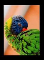 Ansichtkaart Papegaai., Ophalen of Verzenden, 1980 tot heden, Ongelopen, Vogel