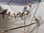 Diverse rosella's, Dieren en Toebehoren, Meerdere dieren, Parkiet