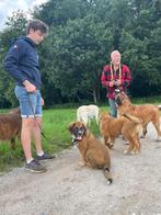 Leonberger kruising X tibetaanse mastiff kruising pups, Dieren en Toebehoren, 8 tot 15 weken, Groot, Meerdere, Meerdere dieren