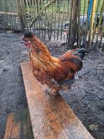 Gratis hanen op te halen, Dieren en Toebehoren, Pluimvee, Mannelijk, Kip