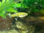 Girardinus uninotatus, Dieren en Toebehoren, Vissen | Aquariumvissen, Vis, Zoetwatervis