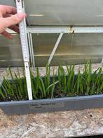 Sabal Palmetto zaailingen, Tuin en Terras, Overige soorten, Volle zon, Vaste plant, Verzenden