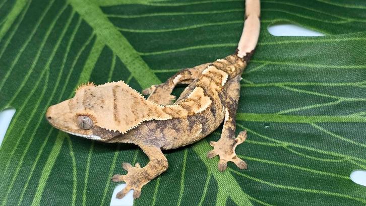 Wimpergekko / crested gecko, Dieren en Toebehoren, Reptielen en Amfibieën, Hagedis, 0 tot 2 jaar