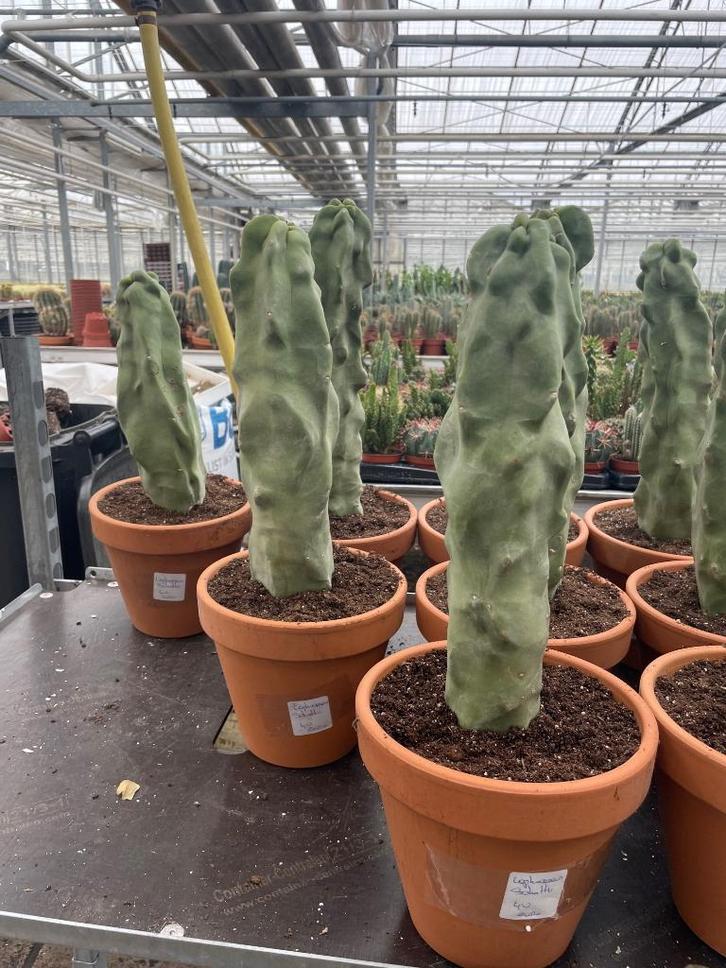 Cactus Lophocereus Schotti Monstruosa Totempaal cactus P 19, Huis en Inrichting, Kamerplanten, Cactus, Minder dan 100 cm, Bloeiende kamerplant
