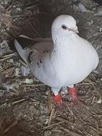Man, Dieren en Toebehoren