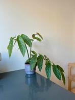 Stippenbegonia - Kamerplant, Huis en Inrichting, Kamerplanten, Ophalen, Overige soorten, Halfschaduw, In pot