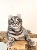 American curl katers | fantastische karakter | gezond, Dieren en Toebehoren, Katten en Kittens | Overige Katten, Meerdere dieren