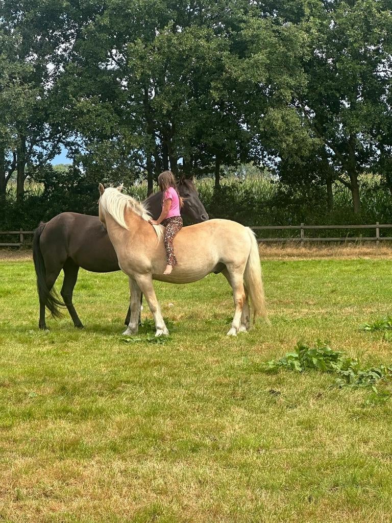 Met spoed nood plekjhe gezocht