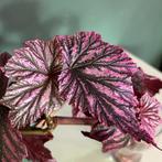 Begonia Pink Minx geworteld grote stek kamerplant roze, Ophalen, Overige soorten, Minder dan 100 cm