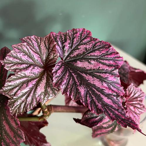 Begonia Pink Minx geworteld grote stek kamerplant roze, Huis en Inrichting, Kamerplanten, Overige soorten, Minder dan 100 cm, Ophalen