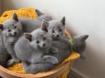 Te koop 5 blauwe rus kittens met stamboom, Dieren en Toebehoren, Meerdere dieren, Met stamboom