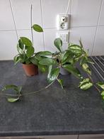 Hoyas kamerplanten, Ophalen, Halfschaduw, Minder dan 100 cm