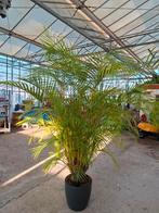 Areca Goudpalm - Prachtige kamerplant!, Huis en Inrichting, Ophalen, 200 cm of meer, Palm, Halfschaduw