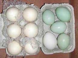 araucana kriel, Dieren en Toebehoren, Pluimvee, Kip, Vrouwelijk