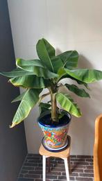Bananenplant, Groene kamerplant, Ophalen, Halfschaduw, Minder dan 100 cm