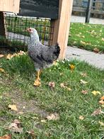 Wyandotte hennen, Dieren en Toebehoren, Pluimvee, Vrouwelijk, Kip