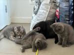 Kruising Britse korthaar kittens, Dieren en Toebehoren, Katten en Kittens | Raskatten | Korthaar, Meerdere dieren, Gechipt