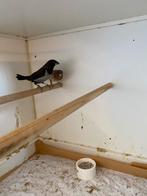 Japanse meeuwen 100% koppel, Dieren en Toebehoren, Vogels | Overige Vogels, Meerdere dieren