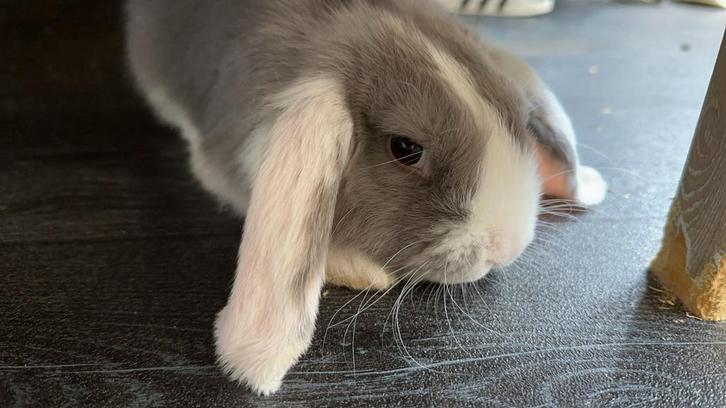 Binnen konijnen, Dieren en Toebehoren, Konijnen, Mannelijk