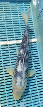Koi 40cm, Karper of Koi