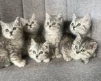 Britse korthaar kittens, Meerdere dieren, Ontwormd, 0 tot 2 jaar