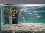 Nimbochromis Polystigma Malawi Cichliden, Dieren en Toebehoren, Vis, Zoetwatervis