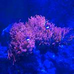 Rode tepelanamonen te koop zeeaquarium, Dieren en Toebehoren