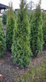 Conifeer Thuja occidentalis 'Smaragd' 🌲, Ophalen, Conifeer, 100 tot 250 cm