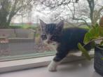 Lieve kitten/kruising, Dieren en Toebehoren, Katten en Kittens | Raskatten | Langhaar, Meerdere dieren, Ontwormd
