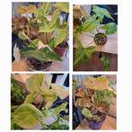 Syngonium Collectie 4 Potten met 6 Soorten €20 Albo Mojito🪴, Ophalen, Halfschaduw, Minder dan 100 cm