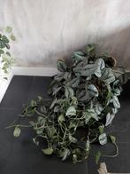 Drakenklimop in geweven mand - 1.5m+, Huis en Inrichting, Kamerplanten, Ophalen