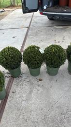 Ilex grenata  jenny 35/40 doorsnede mooi/betervind u niet, Vaste plant, Bloeit niet, Halfschaduw, Ophalen