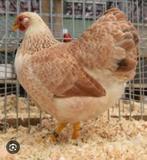 Kriel kippen, Vrouwelijk, Kip