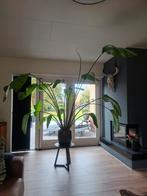 Grote Strelitzia plant, Ophalen, Halfschaduw, 200 cm of meer