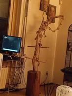 Te koop, Dieren en Toebehoren, Mannelijk, Papegaai