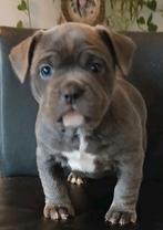 American Bully Pups Pocket No Staff Pit Bulldog Kunnen Mee, Dieren en Toebehoren, Overige rassen, 8 tot 15 weken, Teef, Parvo