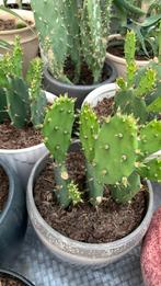 Cactus plant met pot €7, Ophalen, Cactus, Minder dan 100 cm