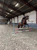 Verzorgpony of verzorgpaard gezocht omgeving Veenendaal, Ophalen of Verzenden