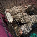 Easteregger olijflegger haantjes, Dieren en Toebehoren, Ophalen of Verzenden, Nieuw, Minder dan 65 cm