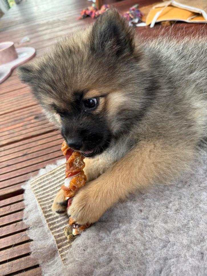 Pomsky puppy teefje 12 weken met stamboom & toebehoren, Dieren en Toebehoren, Honden | Poolhonden, Keeshonden en Oertypen, Teef