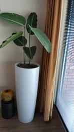 Strelitzia Nicolai in pot, Ophalen, Overige soorten, Halfschaduw, In pot